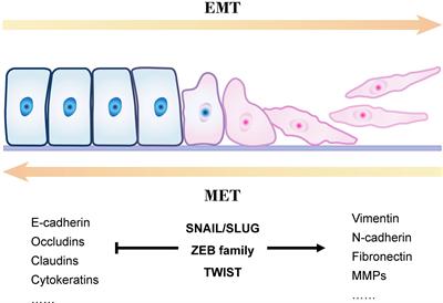 Exosomes Regulate the Epithelial–Mesenchymal Transition in Cancer